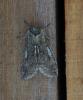 Achlya flavicornis